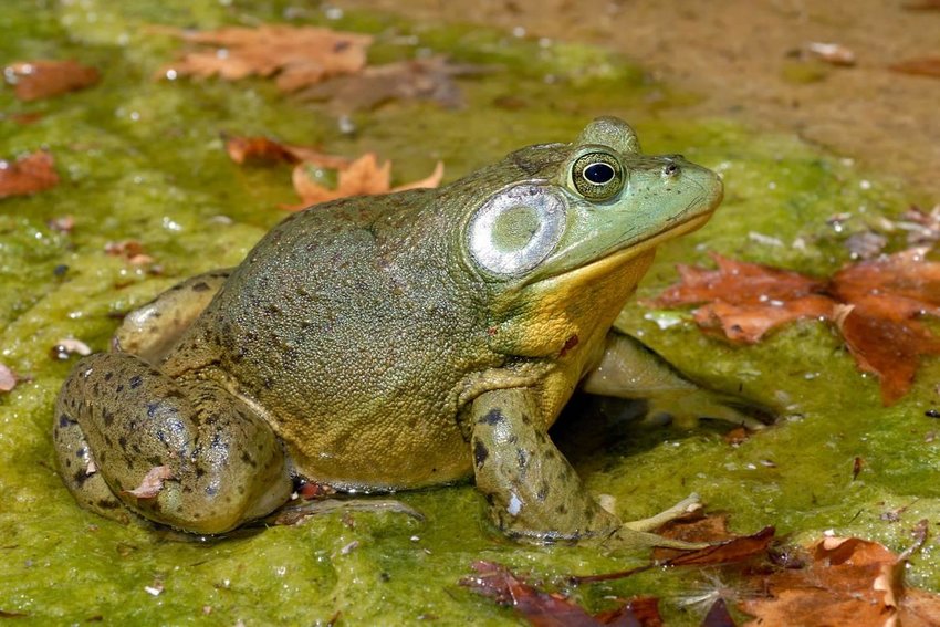 invasive-american-bullfrogs